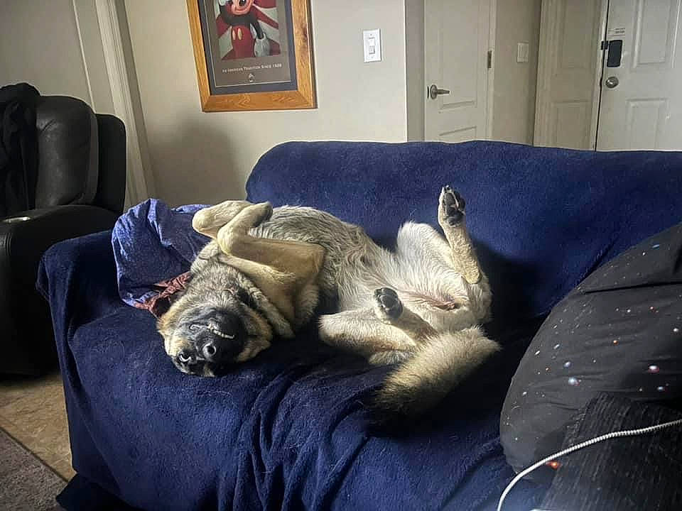 Raina joined the competition — help win amazing prizes! bedding, carnivore, comfort, companion_dog, couch, dog_breed, felidae, floor, flooring, grey, hardwood, linens, living_room, picture_frame, small_to_medium_sized_cats, studio_couch, tail, textile, whiskers, wood