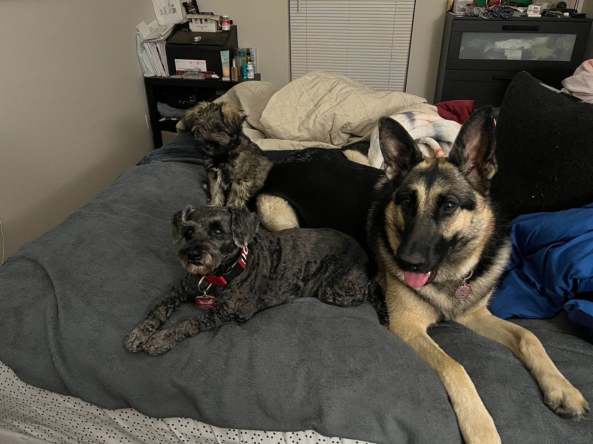 Raina is registered to the contest to win money with this photo: carnivore, comfort, companion_dog, dog, dog_breed, dog_supply, east_european_shepherd, fur, german_shepherd_dog, grey, guard_dog, herding_dog, king_shepherd, lamp, living_room, picture_frame, room, snout, working_animal, working_dog