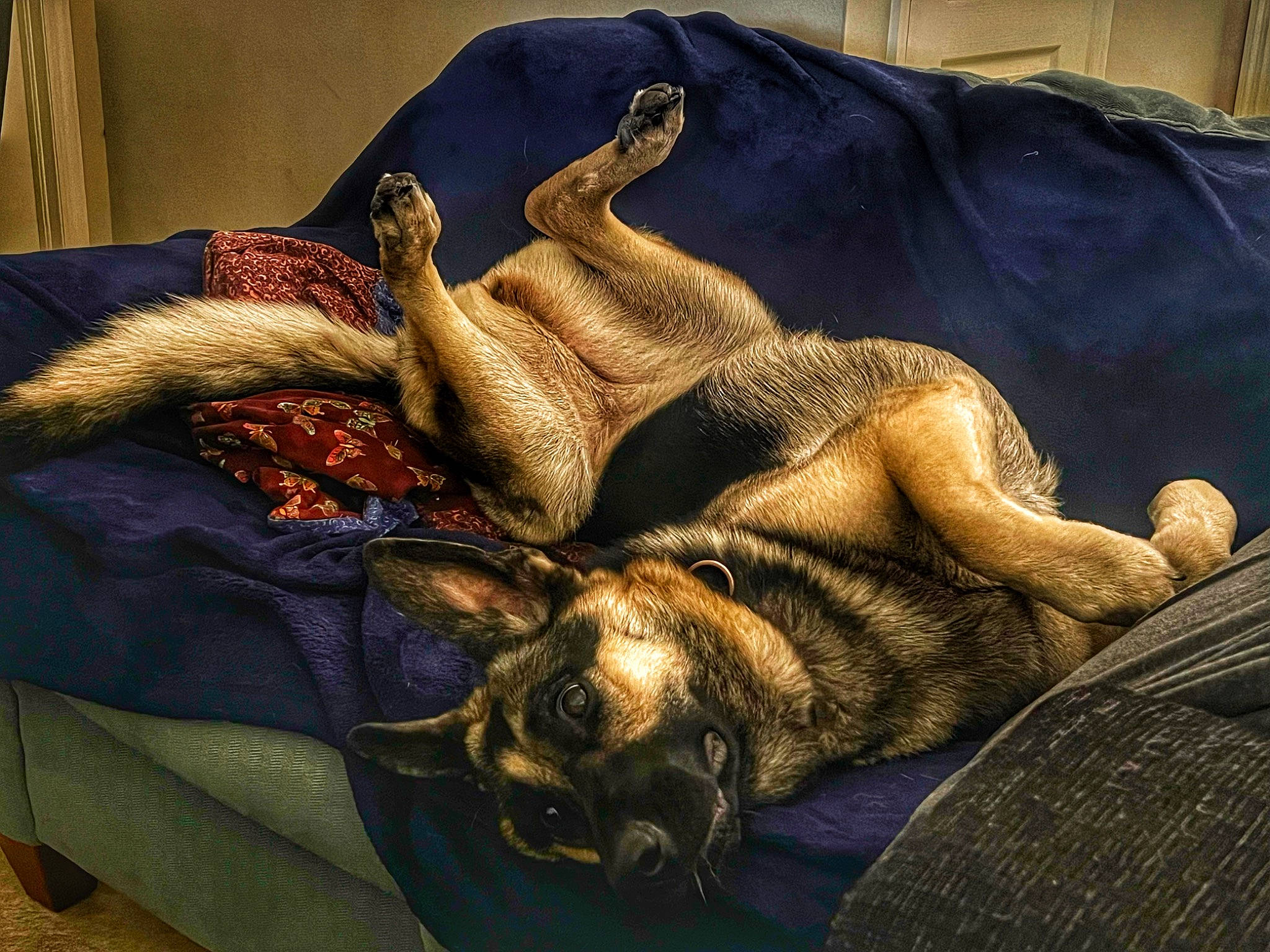 Raina joined the competition — help win amazing prizes! bag, bedding, brown, canidae, carnivore, comfort, companion_dog, dog, dog_breed, electric_blue, fawn, felidae, fur, linens, luggage_and_bags, small_to_medium_sized_cats, sporting_group, textile, whiskers, working_animal