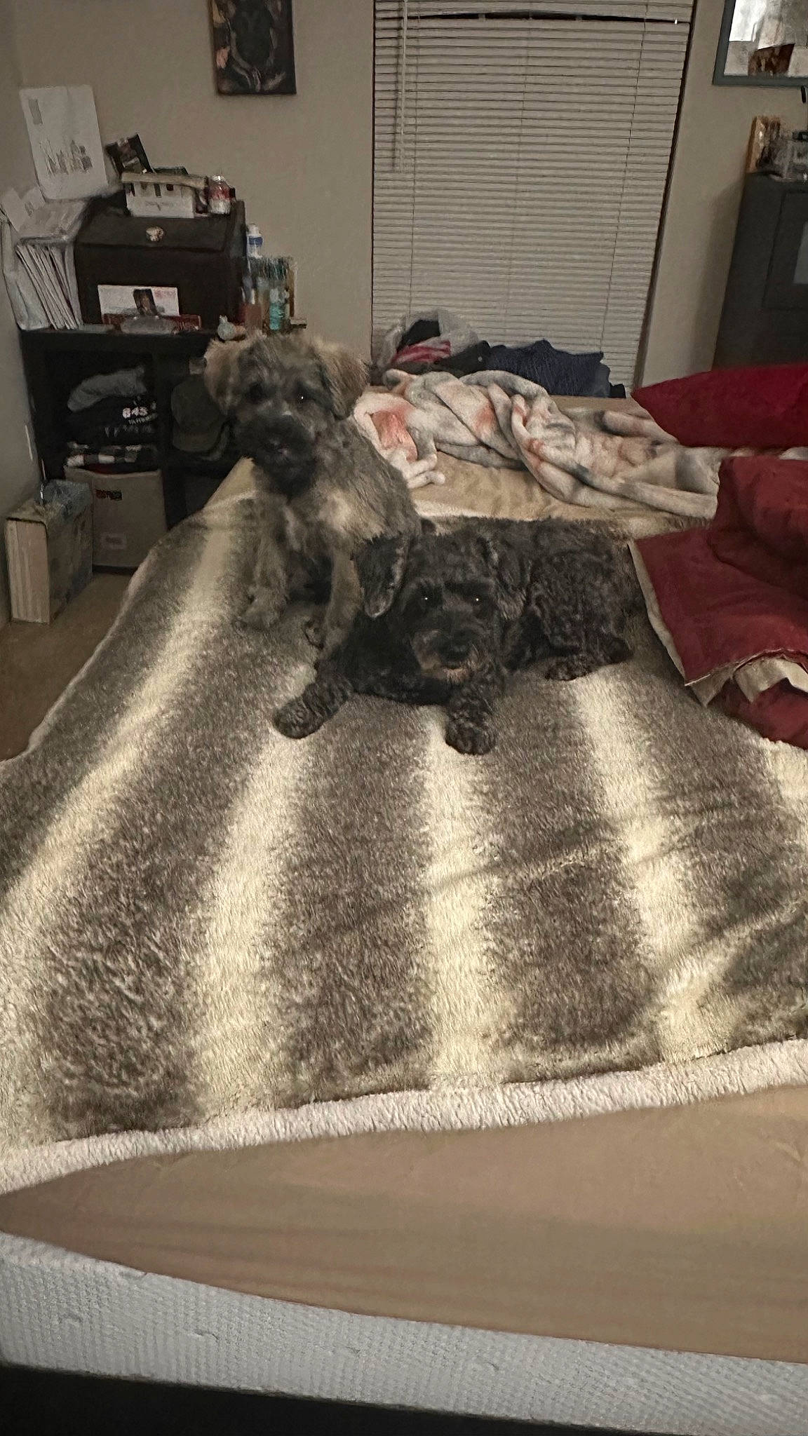 Hitch joined the competition — help win amazing prizes! asphalt, carpet, comfort, companion_dog, concrete, dog_breed, flooring, fur, grey, hardwood, linens, rectangle, road_surface, room, shadow, soil, textile, tints_and_shades, wood, working_animal