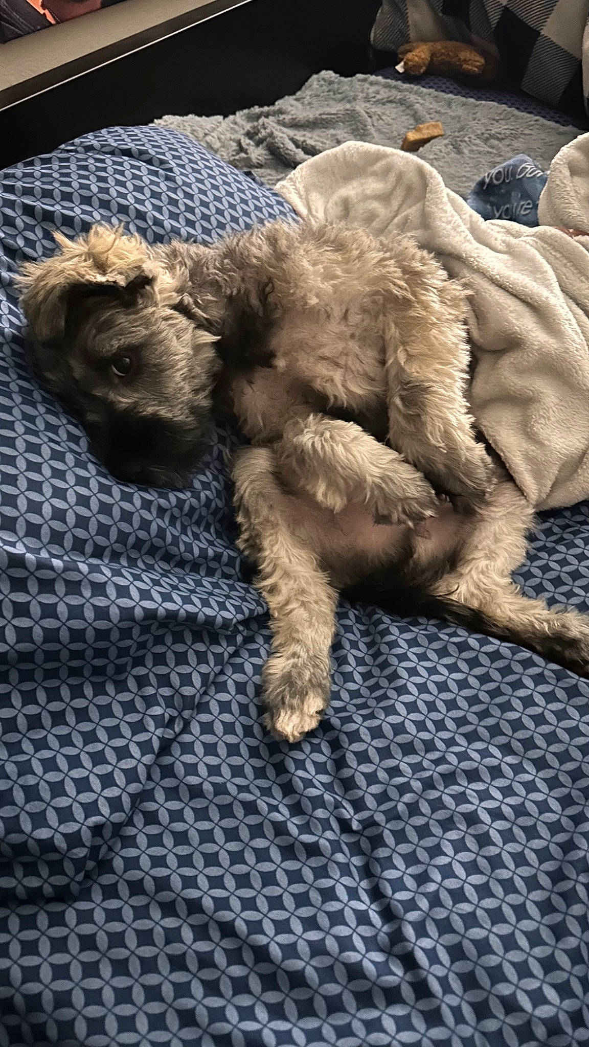 Hitch is registered to the contest to win money with this photo: canidae, carnivore, claw, comfort, companion_dog, dog, dog_breed, fawn, flooring, fur, non_sporting_group, paw, puppy, small_terrier, sporting_group, tail, terrestrial_animal, terrier, toy, toy_dog