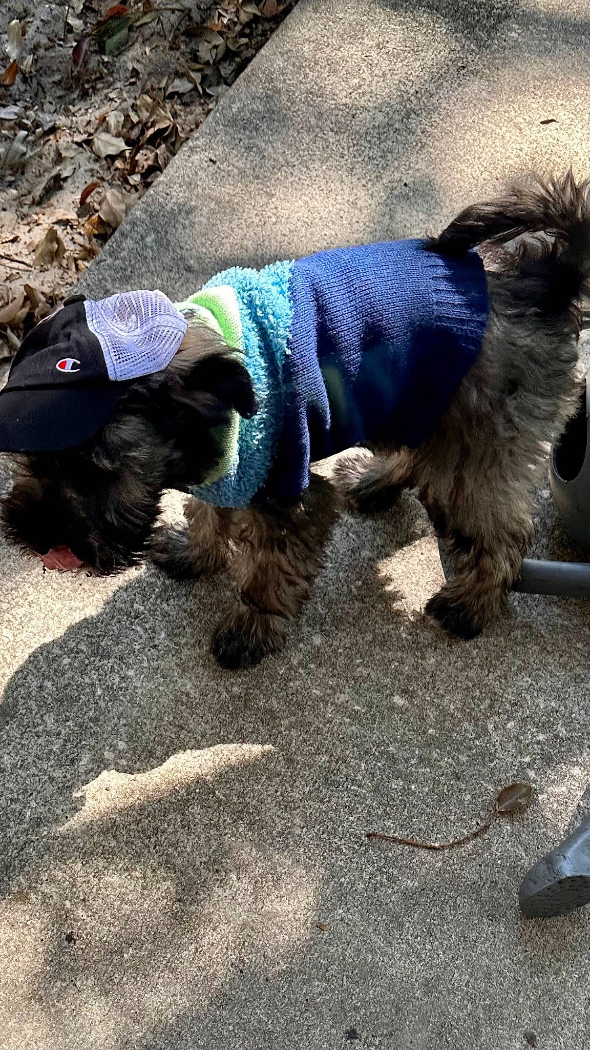 Hitch joined the competition — help win amazing prizes! canidae, carnivore, collar, companion_dog, dog, dog_breed, dog_clothes, dog_supply, electric_blue, fashion_accessory, fur, grass, leash, pet_supply, snout, sporting_group, tail, toy_dog, water_dog, working_animal