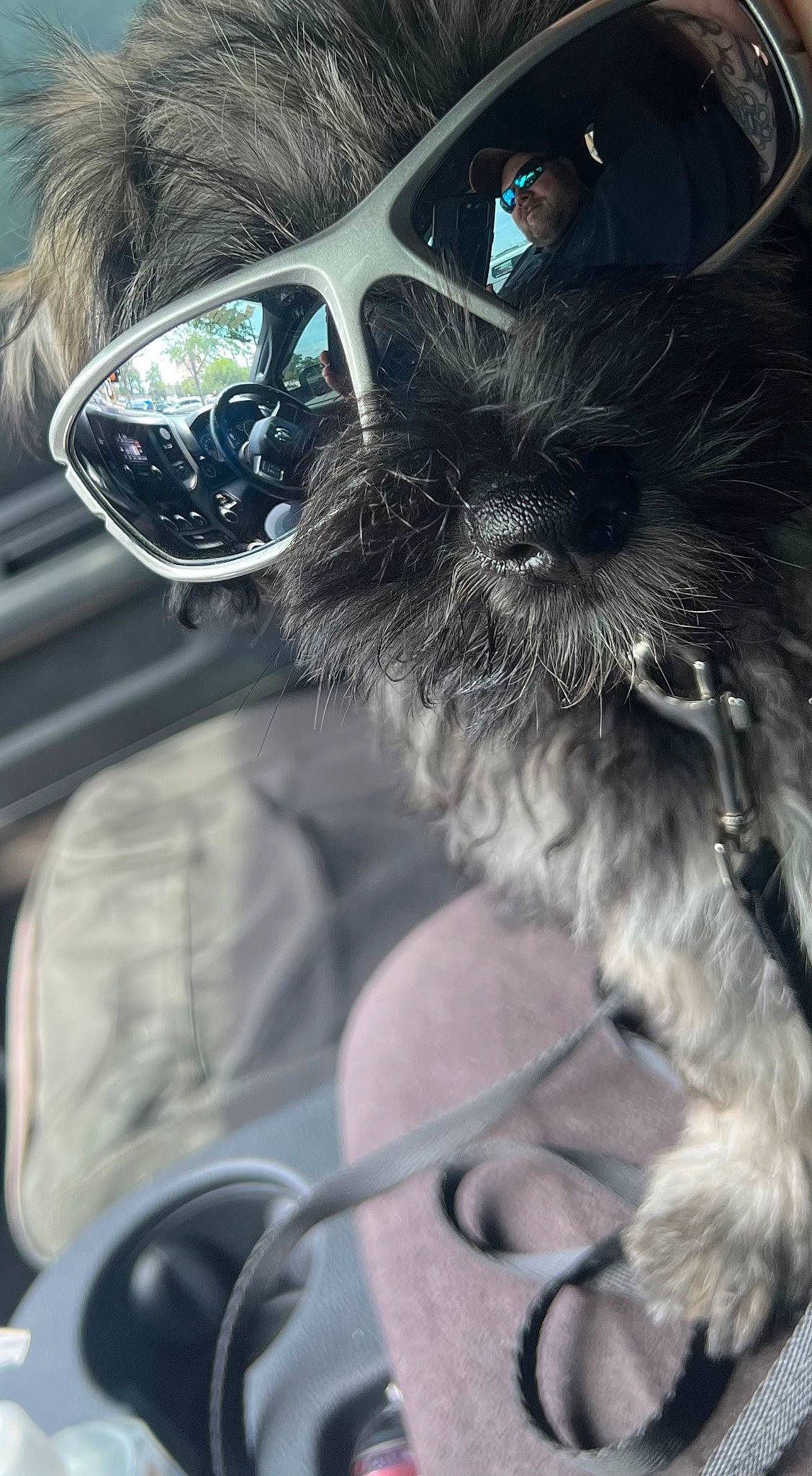 Hitch is registered to the contest to win money with this photo: audio_equipment, auto_part, automotive_design, automotive_exterior, beard, carnivore, companion_dog, cool, eyewear, felidae, glasses, goggles, personal_luxury_car, personal_protective_equipment, selfie, snapshot, steering_wheel, sunglasses, vision_care, whiskers