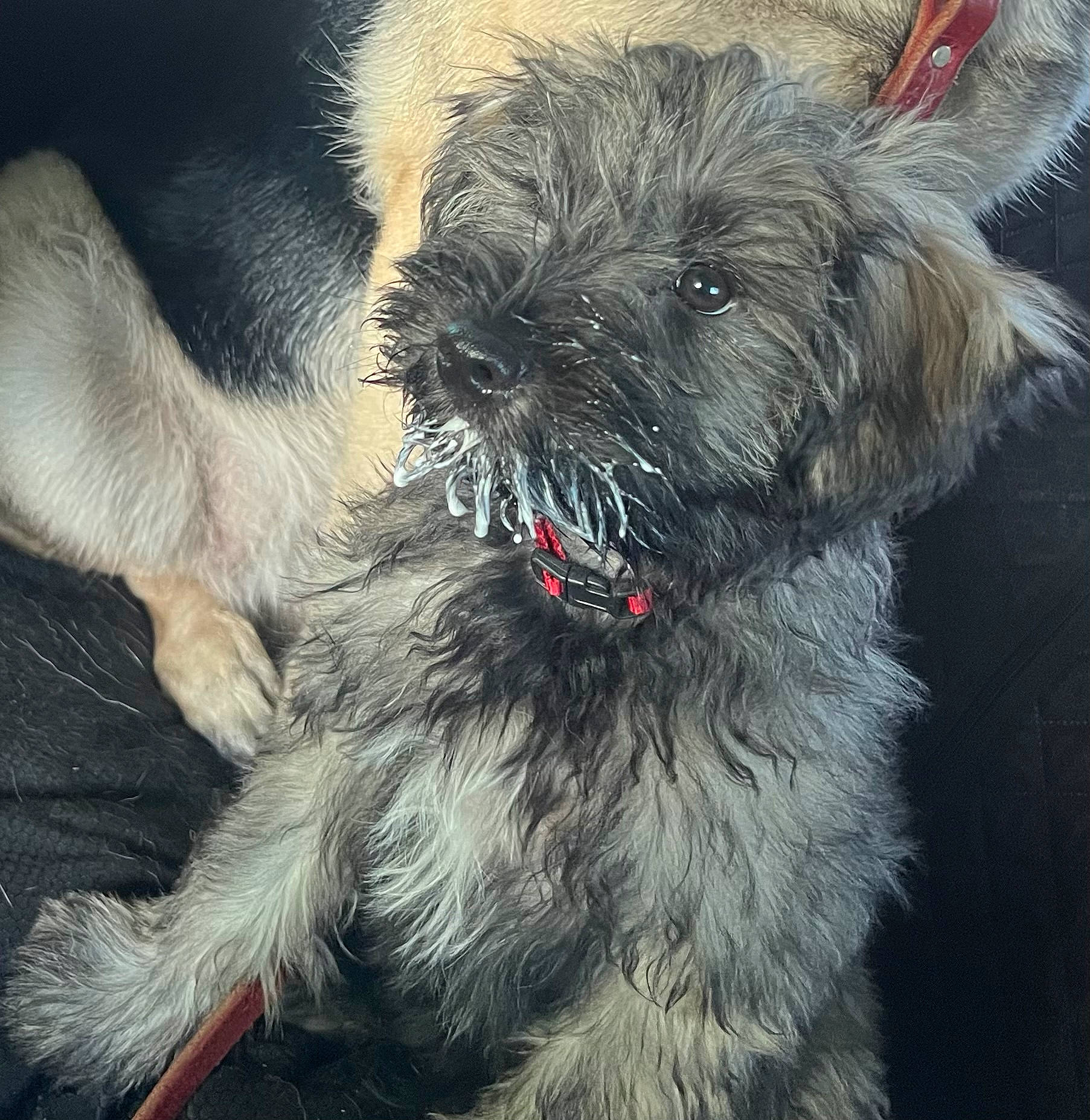 Hitch is registered to the contest to win money with this photo: canidae, carnivore, companion_dog, dog, dog_breed, dog_collar, fur, maltepoo, non_sporting_group, paw, puppy, shih_poo, small_terrier, snout, sporting_group, terrier, toy_dog, whiskers, working_animal, yorkipoo