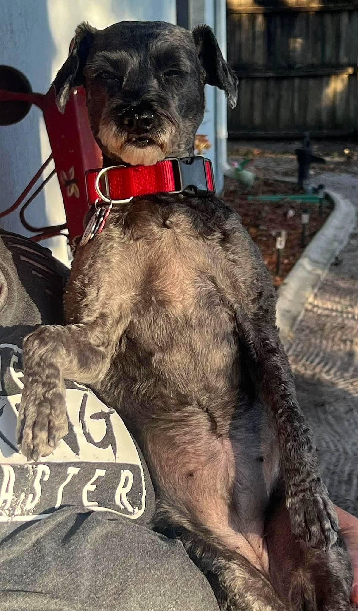 Addie joined the competition — help win amazing prizes! canidae, carnivore, collar, companion_dog, dog, dog_breed, dog_collar, dog_supply, fur, leash, liver, pet_supply, schnauzer, snout, sporting_group, tail, terrier, toy_dog, water_dog, working_animal