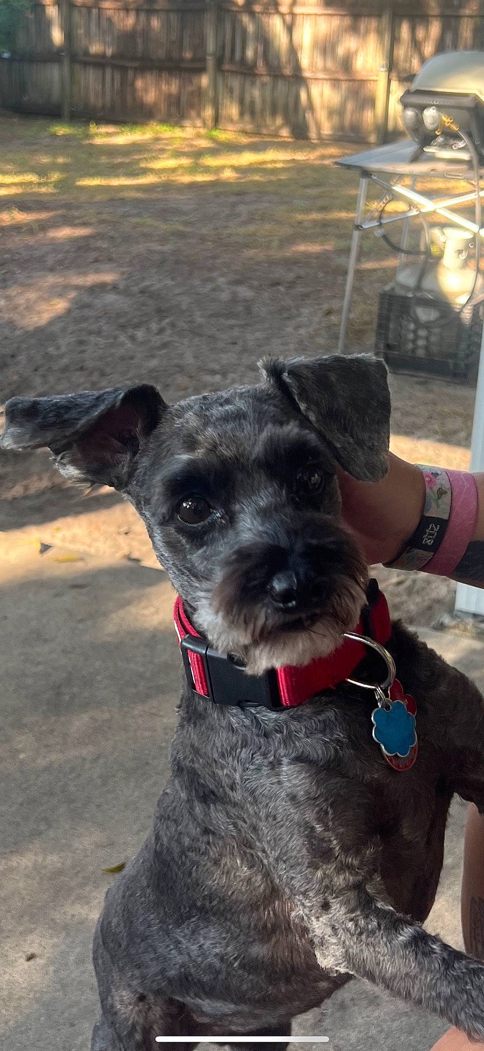 Addie is registered to the contest to win money with this photo: art, canidae, carnivore, collar, companion_dog, dog, dog_breed, dog_collar, dog_supply, fashion_accessory, fur, leash, pet_supply, schnauzer, sporting_group, standard_schnauzer, terrier, water_dog, working_animal, working_dog
