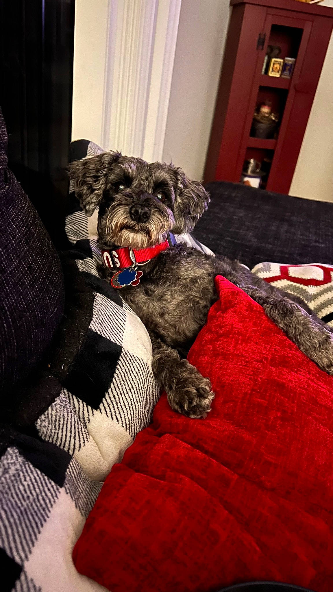Addie joined the competition — help win amazing prizes! cabinetry, canidae, carnivore, chest_of_drawers, comfort, companion_dog, dog, dog_breed, dog_supply, fur, grey, picture_frame, schnauzer, shelf, small_terrier, snout, standard_schnauzer, terrier, toy_dog, water_dog