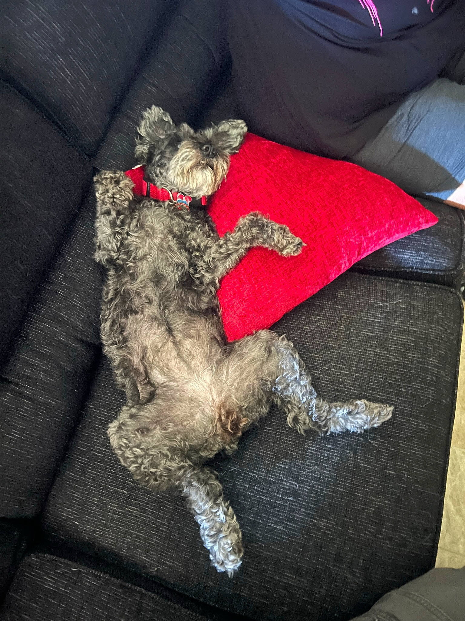 Addie is registered to the contest to win money with this photo: canidae, carnivore, comfort, companion_dog, dog, dog_breed, fawn, fur, grey, linens, nap, non_sporting_group, schnauzer, sporting_group, stuffed_toy, tail, terrier, toy_dog, water_dog, working_animal