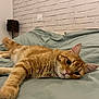 Ron participe au concours pour gagner de l'argent avec cette photo : bed, cat, close_up, cozy, cute, domestic_animal, ears, feline, fur, green_bedspread, household, indoor, lying_down, orange_tabby, pet, relaxed, resting, sleepy, whiskers, white_brick_wall