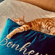 Ron a rejoint le concours — aidez-le/la à gagner de superbes lots ! animal, blanket, blue_pillow, cat, closeup, comfort, cozy, cute, domestic, feline, fur, ginger_cat, indoor, nap, pet, pillow, relaxation, resting, sleeping, soft_texture