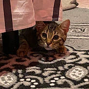 Duman participe au concours pour gagner de l'argent avec cette photo : cat, tabby, curious, peeking, furniture, striped_cloth, rug, patterned_rug, indoor, pet, animal, whiskers, ears, paws, hiding, cozy, alert, brown, black, cute