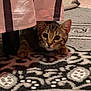 cat, tabby, curious, peeking, furniture, striped_cloth, rug, patterned_rug, indoor, pet, animal, whiskers, ears, paws, hiding, cozy, alert, brown, black, cute