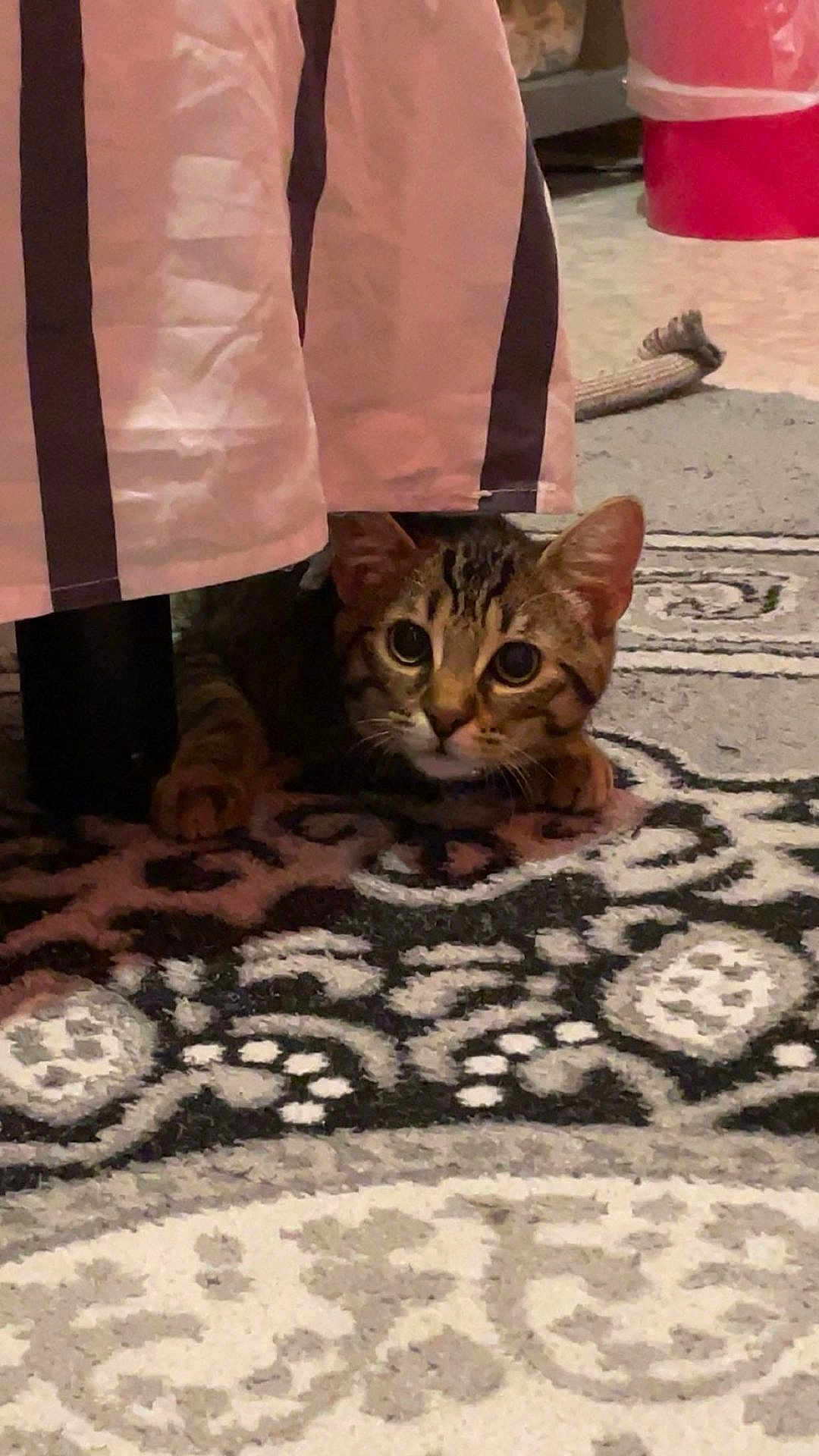 Duman participe au concours pour gagner de l'argent avec cette photo : cat, tabby, curious, peeking, furniture, striped_cloth, rug, patterned_rug, indoor, pet, animal, whiskers, ears, paws, hiding, cozy, alert, brown, black, cute