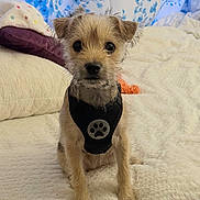 Ella is registered to the contest to win money with this photo: dog, puppy, small_dog, harness, fur, pet, indoor, blanket, bed, curtain, blue_flower_pattern, soft_texture, cute, animal, sitting, attentive, brown_fur, black_harness, close_up, domestic_animal
