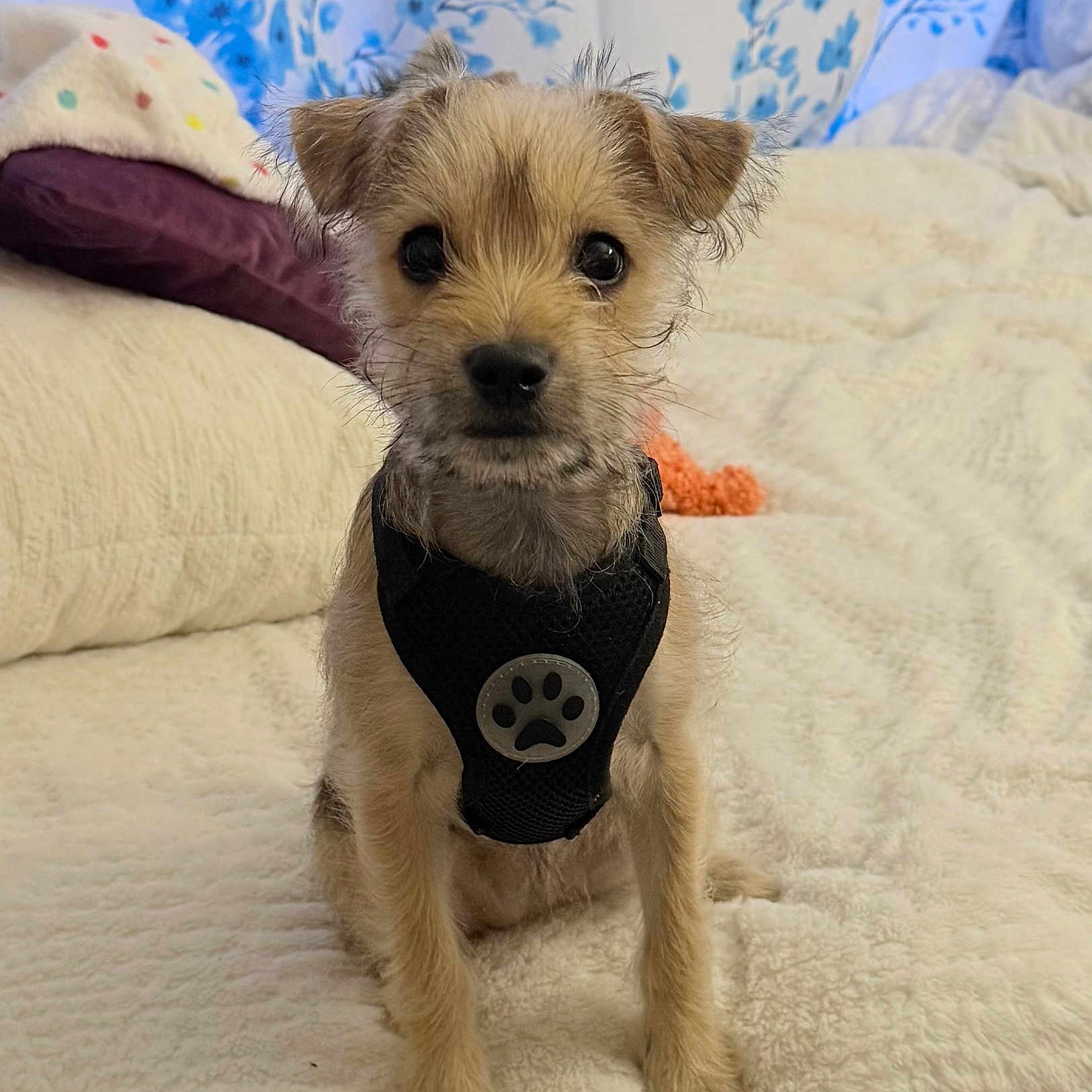 Ella is registered to the contest to win money with this photo: dog, puppy, small_dog, harness, fur, pet, indoor, blanket, bed, curtain, blue_flower_pattern, soft_texture, cute, animal, sitting, attentive, brown_fur, black_harness, close_up, domestic_animal