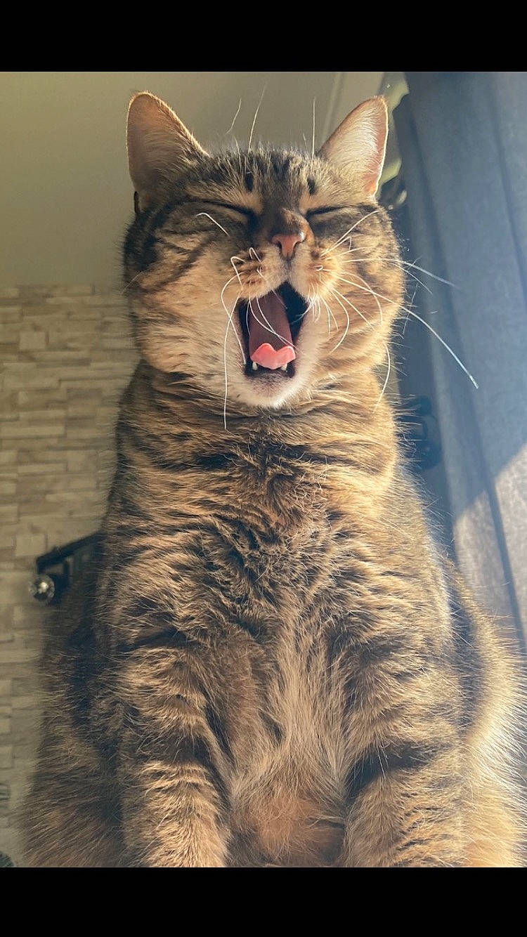 Moumousse participe au concours pour gagner de l'argent avec cette photo : carnivore, cat, claw, domestic_short_haired_cat, eye, fang, felidae, fur, gesture, iris, jaw, paw, small_to_medium_sized_cats, snout, tail, terrestrial_animal, whiskers, wildlife, window, yawn