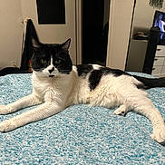 Oliver joined the competition — help win amazing prizes! animal, bedroom, black_and_white, blanket, cat, comfort, curious, dresser, floor, fur, furniture, home, indoor, lying_down, pet, relaxed, resting, tail, television, whiskers