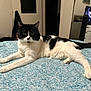 animal, bedroom, black_and_white, blanket, cat, comfort, curious, dresser, floor, fur, furniture, home, indoor, lying_down, pet, relaxed, resting, tail, television, whiskers