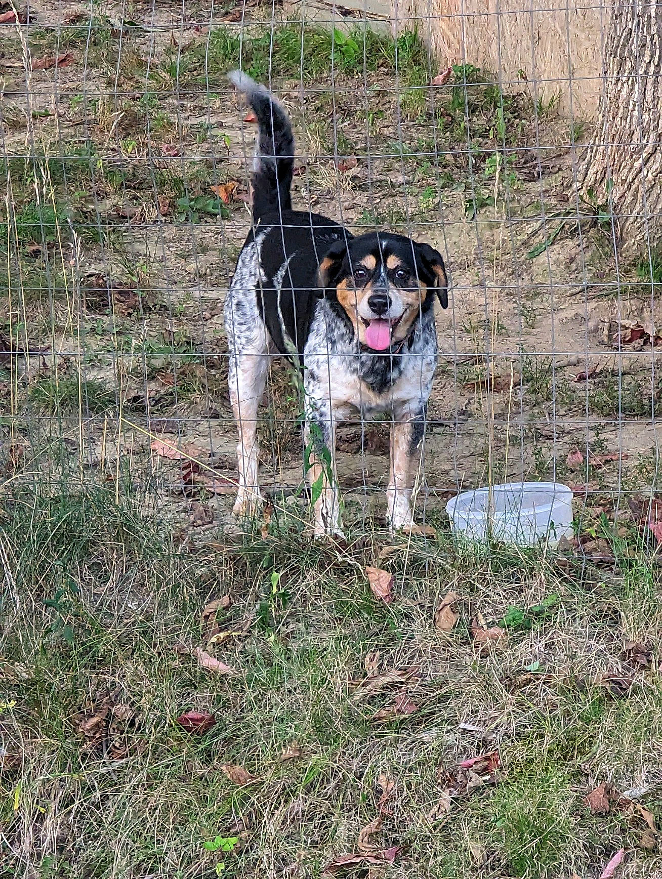 Diesel joined the competition — help win amazing prizes! canidae, carnivore, collar, companion_dog, dog, dog_breed, dog_supply, fawn, grass, groundcover, hunting_dog, leash, pet_supply, plant, recreation, soil, sporting_group, tail, working_animal, working_dog