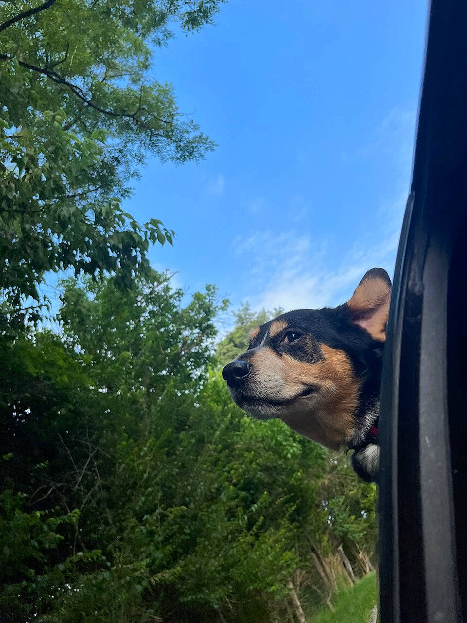 Diesel joined the competition — help win amazing prizes! automotive_exterior, automotive_lighting, automotive_mirror, carnivore, cloud, companion_dog, dog, dog_breed, grass, guard_dog, landscape, plant, sky, tints_and_shades, tree, vehicle_door, whiskers, window, windshield, working_animal