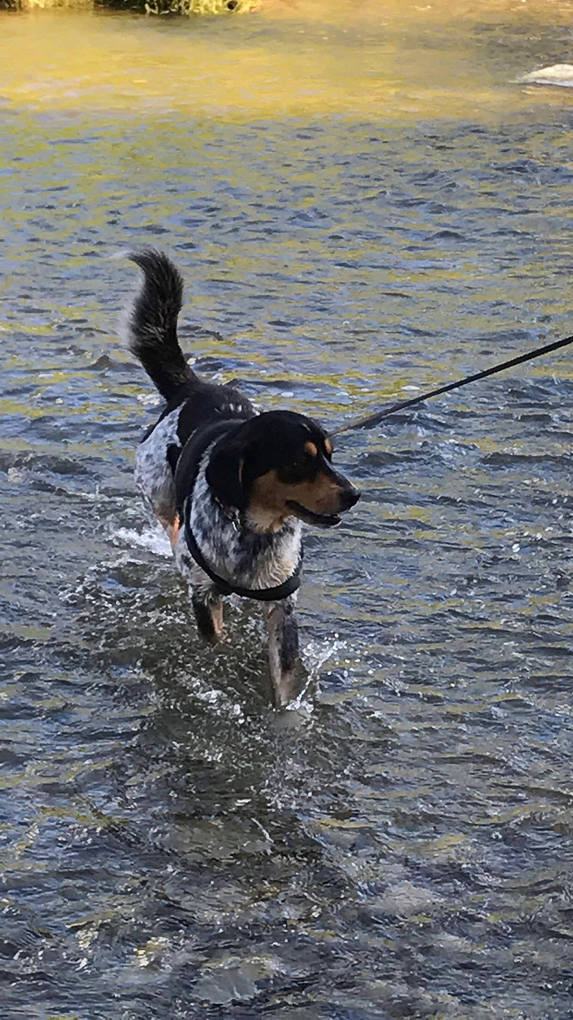 Diesel joined the competition — help win amazing prizes! canidae, carnivore, collar, companion_dog, dog, dog_breed, dog_collar, guard_dog, gun_dog, lake, leash, pointing_breed, recreation, snout, spaniel, tail, water, wind_wave, working_animal, working_dog