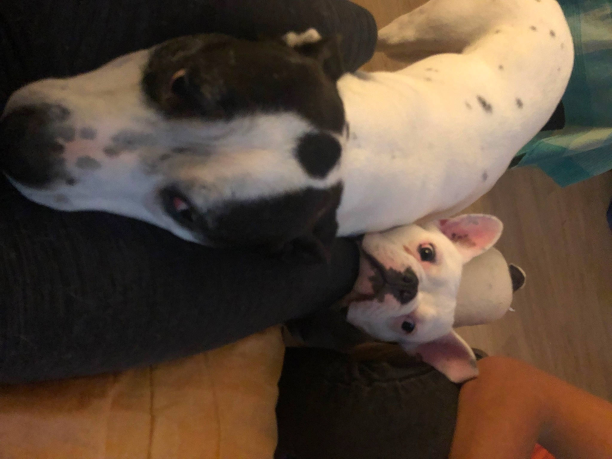 Tyson a rejoint le concours — aidez-le/la à gagner de superbes lots ! canidae, carnivore, collar, companion_dog, dog, dog_breed, fur, great_dane, guard_dog, non_sporting_group, rampur_greyhound, sighthound, snout, sporting_group, terrestrial_animal, toy, whiskers, white, working_animal, working_dog