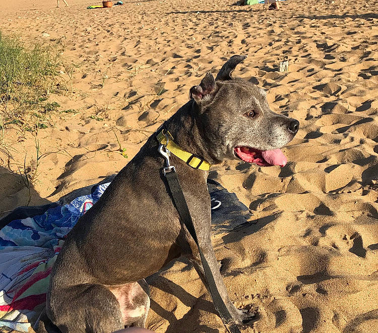 Tilou Et Tyson a rejoint le concours — aidez-le/la à gagner de superbes lots ! beach, canidae, carnivore, collar, companion_dog, dog, dog_breed, dog_collar, dog_supply, fashion_accessory, fawn, fun, landscape, leash, pet_supply, rampur_greyhound, sand, snout, sporting_group, working_animal