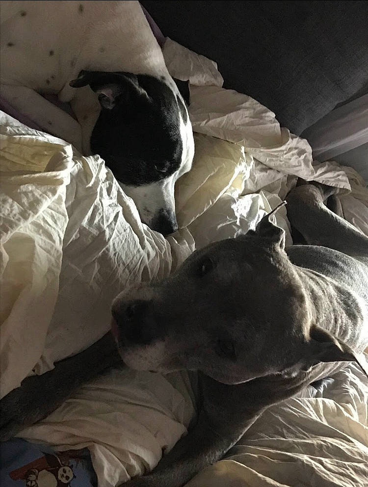 Tilou Et Tyson participe au concours pour gagner de l'argent avec cette photo : bed, bed_sheet, bedding, carnivore, comfort, companion_dog, darkness, dog, dog_breed, grey, human_leg, linens, monochrome, monochrome_photography, snout, sporting_group, textile, tints_and_shades, whiskers, working_animal