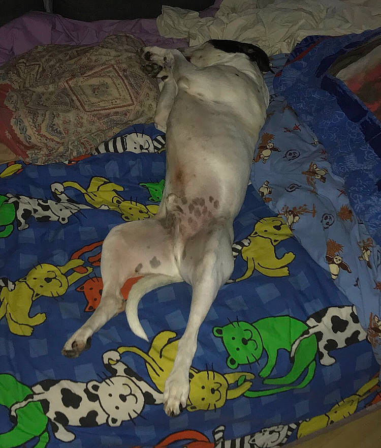 Tilou Et Tyson participe au concours pour gagner de l'argent avec cette photo : art, bed_sheet, bedding, canidae, carnivore, companion_dog, creative_arts, dog, dog_breed, dog_supply, fawn, grey, linens, pattern, paw, room, sporting_group, tail, visual_arts, working_animal