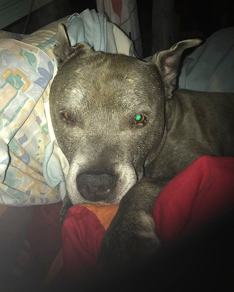 Tilou Et Tyson a rejoint le concours — aidez-le/la à gagner de superbes lots ! canidae, carnivore, comfort, companion_dog, couch, dog, dog_breed, ear, fawn, fur, grey, linens, nap, non_sporting_group, selfie, snout, sporting_group, toy_dog, whiskers, working_animal