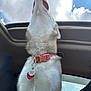 animal, canine, car_interior, clouds, collar, daylight, dog, domestic_animal, emotional_support_animal, fluffy_fur, husky, pet, pet_accessory, seat, sky, sunroof, tag, upward_view, vehicle, window