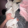 animal, blanket, closeup, collar, comfort, cozy, cushion, dog, fur, gray, hand, husky, indoor, person, petting, pink, relaxed, resting, sleeping, upside_down