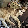 Beau-Bella is registered to the contest to win money with this photo: animal, brown_and_white, carpet, cozy, cushion, dog, domestic, ears, fur, furniture, home, husky, indoor, lying_down, paw, pet, portrait, relaxing, resting, sleepy