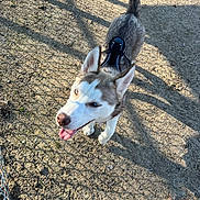 Beau-Bella is registered to the contest to win money with this photo: animal, blue_eyes, canine, daylight, dirt, dog, fur, ground, happy, harness, husky, nature, outdoor, pet, playful, shadow, sunlight, tail, tongue, walking