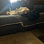 animal, blanket, blanket_edge, carpet, comfortable, couch, cozy, dog, domestic, fur, home, indoor, living_room, pet, pillows, relaxing, resting, shadows, sunlight, window