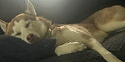 Beau-Bella is registered to the contest to win money with this photo: animal, bed, canine, collar, cozy, cushion, dog, fur, husky, indoor, light, mammal, paw, pet, pillow, quiet, relaxed, resting, shadow, sleeping