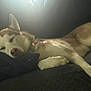 animal, bed, canine, collar, cozy, cushion, dog, fur, husky, indoor, light, mammal, paw, pet, pillow, quiet, relaxed, resting, shadow, sleeping