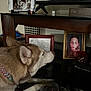 animal, blanket, candle, closeup, collar, cozy, curious, decor, dog, face, frame, furniture, husky, indoor, pet, photograph, portrait, resting, sniffing, table