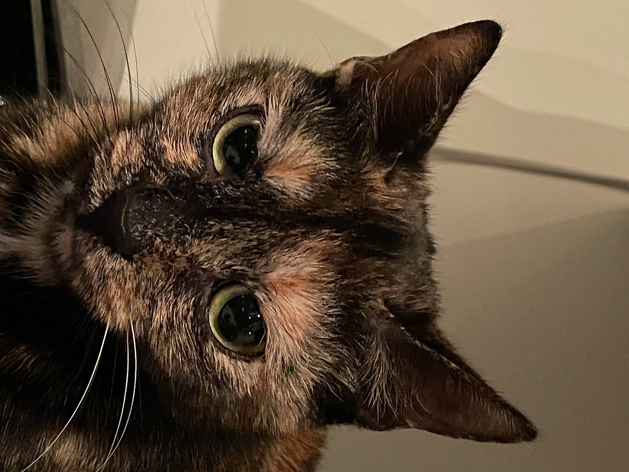 La Mimi a rejoint le concours — aidez-le/la à gagner de superbes lots ! carnivore, cat, claw, close_up, domestic_short_haired_cat, eye, felidae, fur, grey, head, macro_photography, metal, monochrome, monochrome_photography, paw, small_to_medium_sized_cats, snout, terrestrial_animal, whiskers, wildlife