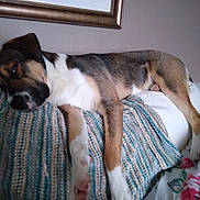 Rain joined the competition — help win amazing prizes! dog, sleeping, blanket, couch, indoor, relaxed, brown, white, black, paw, floral, pillow, wall, painting, home, pet, resting, furniture, cozy, comfort