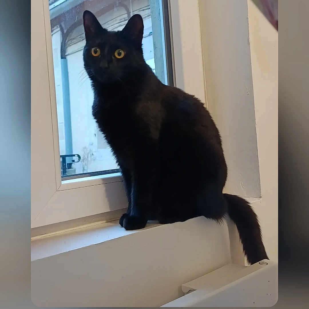 Abysse a rejoint le concours — aidez-le/la à gagner de superbes lots ! cat, black_cat, window, windowsill, indoor, pet, animal, yellow_eyes, sitting, looking, feline, domestic_cat, house, window_frame, curiosity, fur, tail, whiskers, portrait, daylight