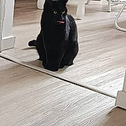 Abysse participe au concours pour gagner de l'argent avec cette photo : black_cat, cat, indoor, wooden_floor, tongue_out, pet, animal, feline, home, floor, table_leg, chair_leg, domestic_cat, cute, sitting, fur, whiskers, yellow_eyes, curious, playful