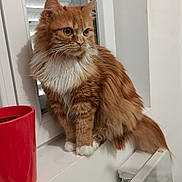 Sunny a rejoint le concours — aidez-le/la à gagner de superbes lots ! cat, cozy, curious, domestic_cat, feline, fluffy_cat, fur, gaze, house, indoor, long_hair, mug, orange_cat, pet, red_mug, sitting, whiskers, white_paws, window, windowsill