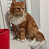 cat, cozy, curious, domestic_cat, feline, fluffy_cat, fur, gaze, house, indoor, long_hair, mug, orange_cat, pet, red_mug, sitting, whiskers, white_paws, window, windowsill