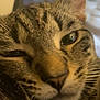 cat, tabby, close_up, whiskers, sleepy, face, indoor, pet, feline, fur, animal, relaxed, resting, portrait, cute, domestic, mammal, soft, cozy, eye