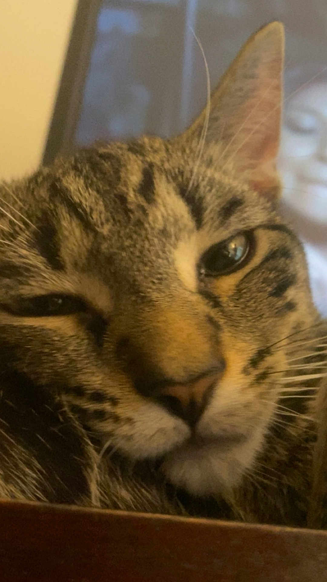 Dukie joined the competition — help win amazing prizes! cat, tabby, close_up, whiskers, sleepy, face, indoor, pet, feline, fur, animal, relaxed, resting, portrait, cute, domestic, mammal, soft, cozy, eye