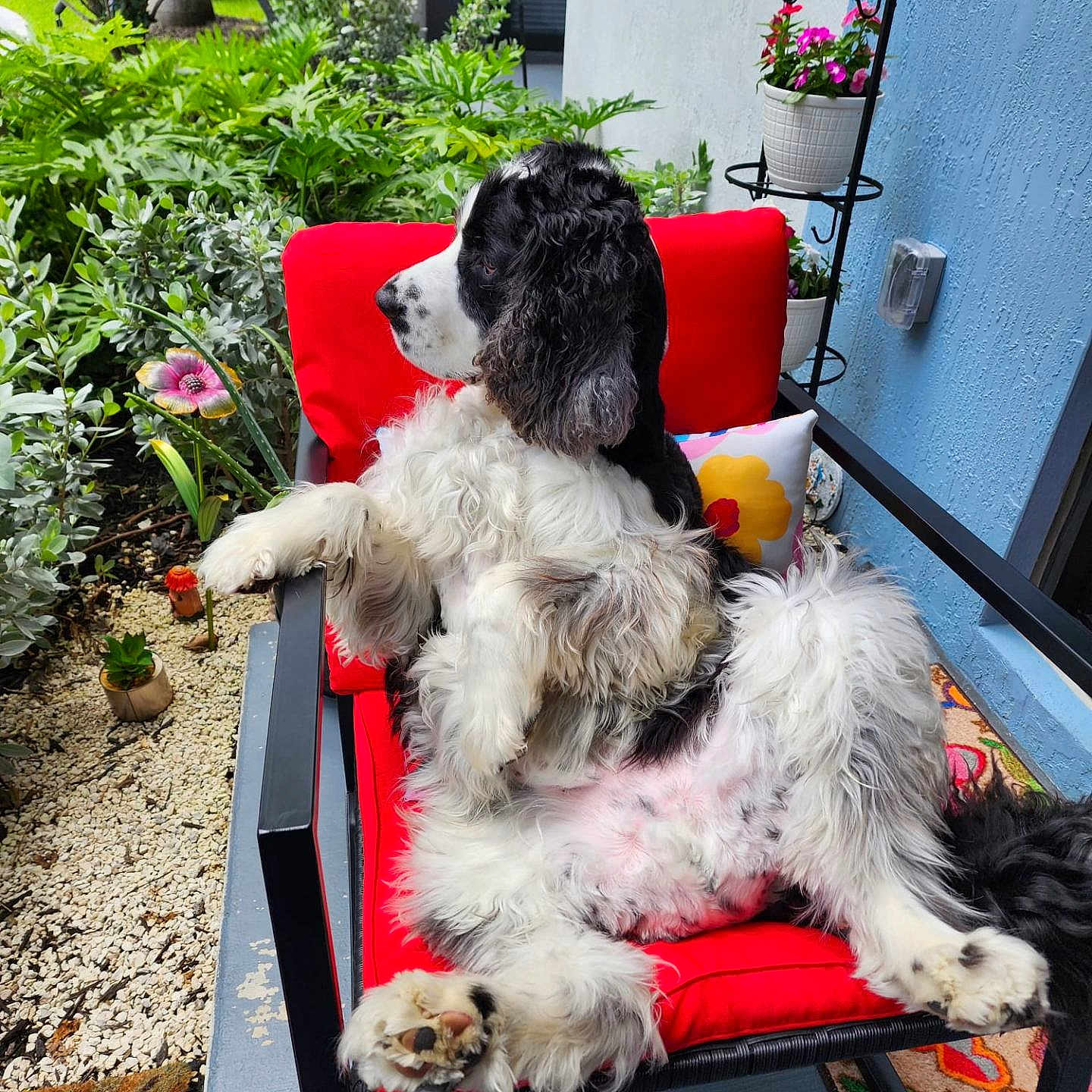 Kikey joined the competition — help win amazing prizes! animal, backyard, canine, chair, dog, flower, furniture, herbal, herbs, jar, nature, outdoors, pet, plant, planter, pottedplant, pottery, puppy, vase, yard