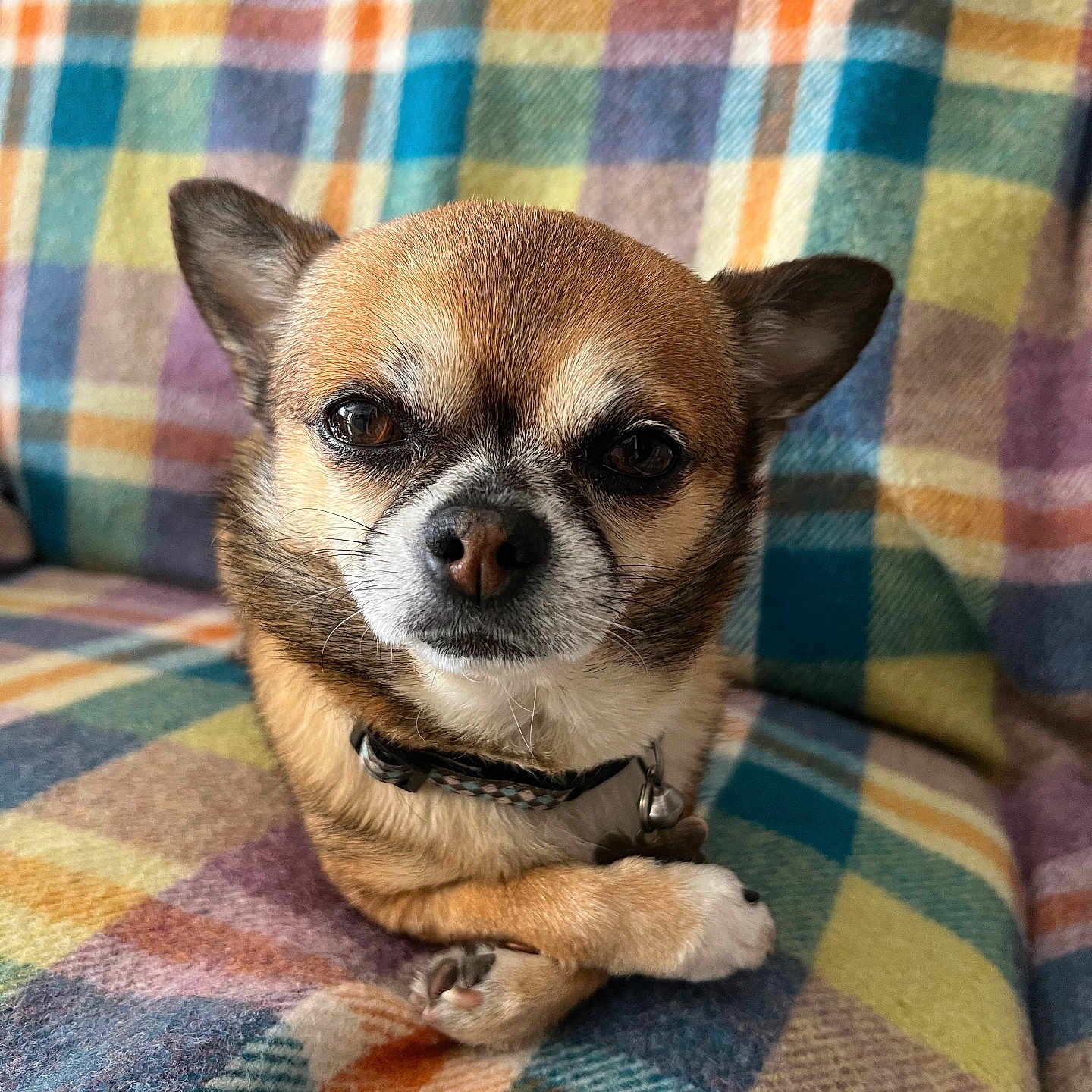 Potter participe au concours pour gagner de l'argent avec cette photo : dog, chihuahua, small_dog, pet, animal, cute, paw, crossed_paws, collar, fur, face, ears, nose, eyes, blanket, plaid, pattern, colorful, cozy, indoor