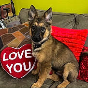 River is registered to the contest to win money with this photo: dog, puppy, german_shepherd, pet, animal, sitting, couch, sofa, pillow, heart_shaped_pillow, love_you, red, green_wall, indoors, living_room, portrait, fluffy, ears, collar, cute