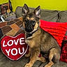 dog, puppy, german_shepherd, pet, animal, sitting, couch, sofa, pillow, heart_shaped_pillow, love_you, red, green_wall, indoors, living_room, portrait, fluffy, ears, collar, cute